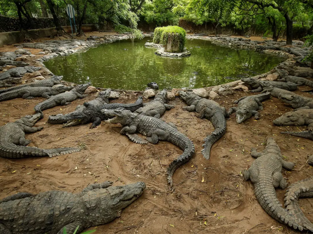 Crocodile Bank
