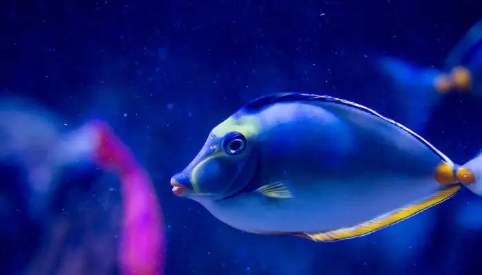 sea world acquarium